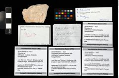 Foto (Objekt + Etikett) von Pithonoton sp.  (NHMW-GEO-2014-0194-0267a)